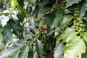 グアテマラコーヒー　農園見学